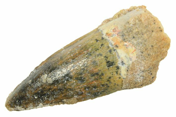 Juvenile Fossil Spinosaurus Tooth - Real Dinosaur Tooth #298398